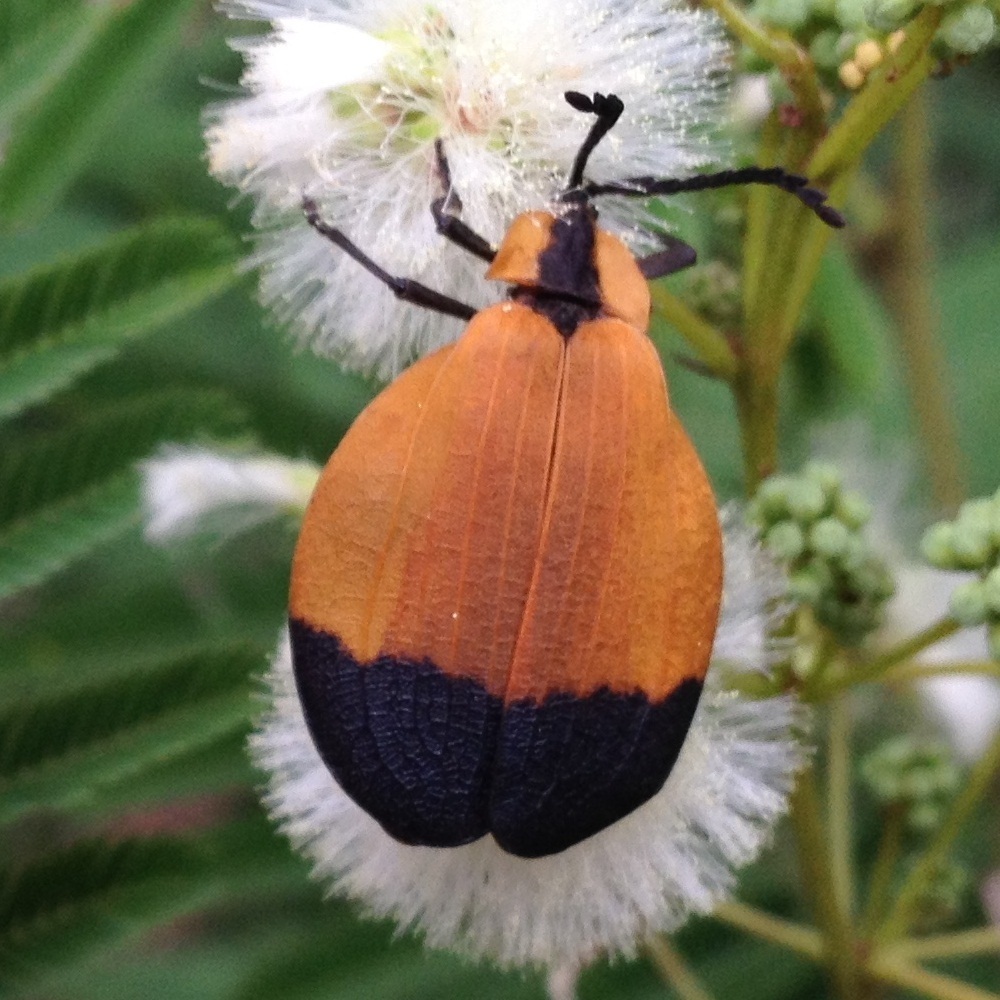 Lycus schoenherri