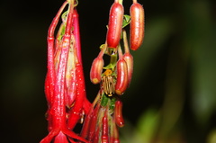 Fuchsia boliviana luxurians