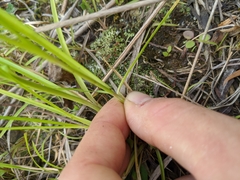 Rhynchospora capitellata