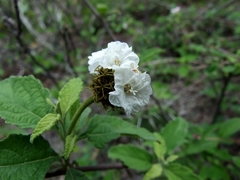Varronia lantanifolia