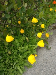 Papaver cambricum