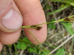 Rhynchospora capitellata