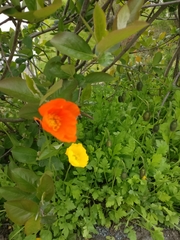 Papaver cambricum