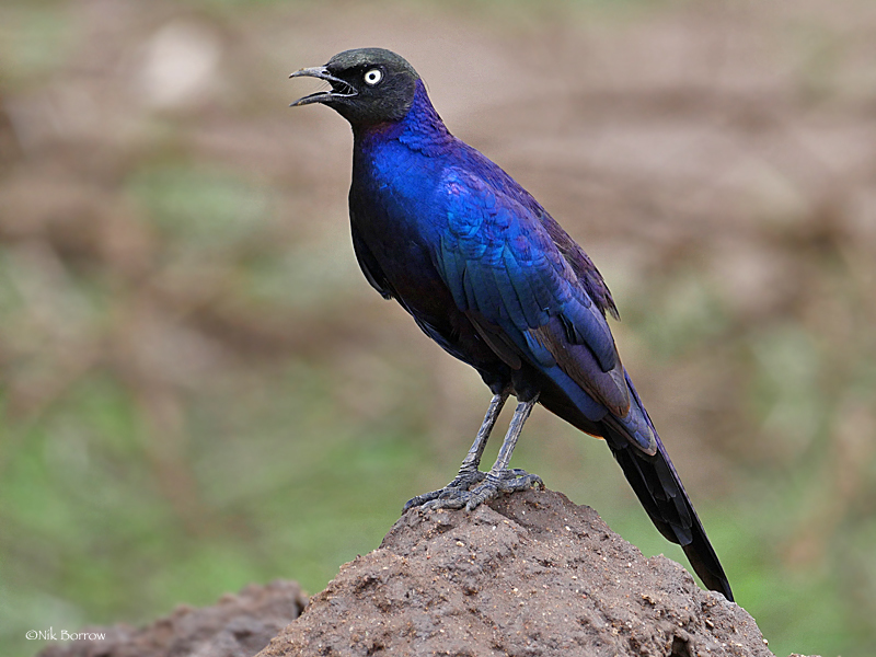 Rüppell's Starling (Lamprotornis purpuroptera) photo