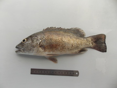 Lutjanus cyanopterus