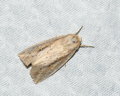 Leucania phragmitidicola