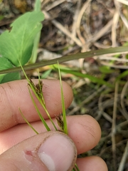 Rhynchospora capitellata