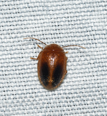 Prionocyphon limbatus