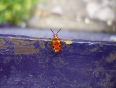 Crioceris duodecimpunctata