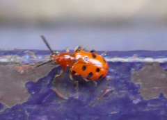 Crioceris duodecimpunctata