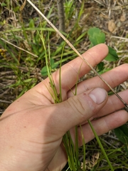 Rhynchospora capitellata