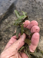Hygrophila polysperma