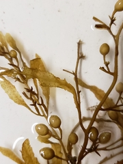 Sargassum filipendula