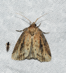 Photedes panatela