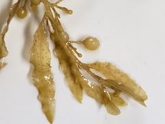 Sargassum filipendula