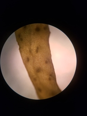 Sargassum filipendula