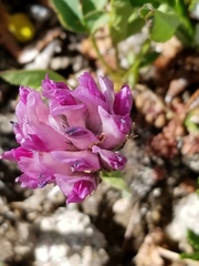 Trifolium parryi