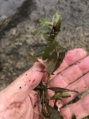 Hygrophila polysperma