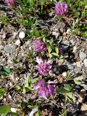 Trifolium parryi