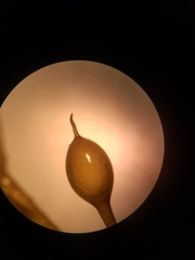 Sargassum filipendula
