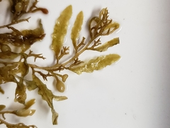 Sargassum filipendula