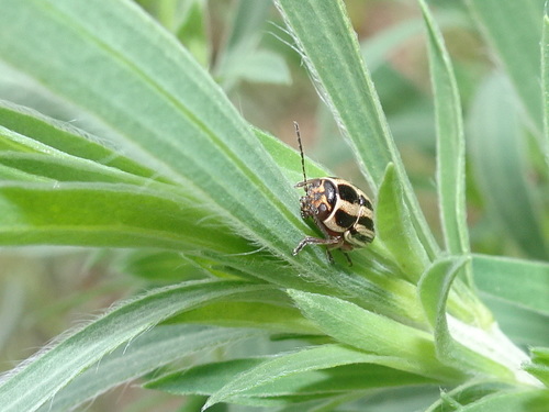 Pachybrachis virgatus