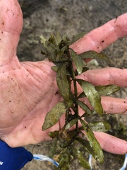 Hygrophila polysperma