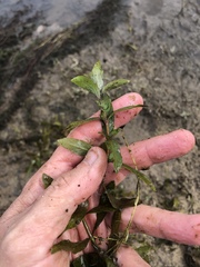 Hygrophila polysperma