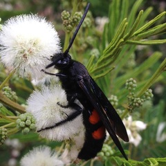 Pygodasis ephippium ephippium