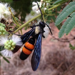 Pygodasis ephippium ephippium