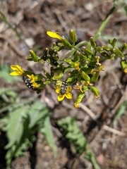 Acmaeodera diffusa