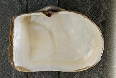 Mya truncata