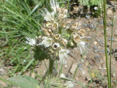 Phacelia mutabilis