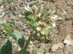 Phacelia mutabilis