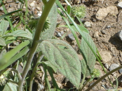 Phacelia mutabilis