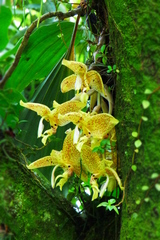 Stanhopea oculata
