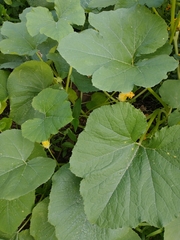 Cucurbita maxima