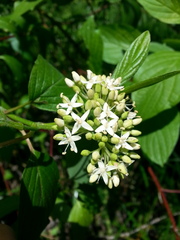 Cornus sericea occidentalis