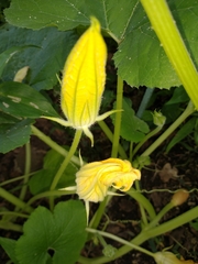 Cucurbita maxima