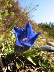 Gentiana clusii