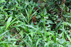 Heliconius hortense