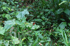 Heliconius hortense