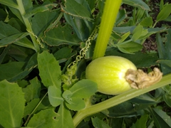 Cucurbita maxima