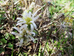 Vittadinia australis