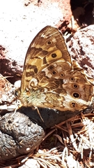 Neope niphonica niphonica