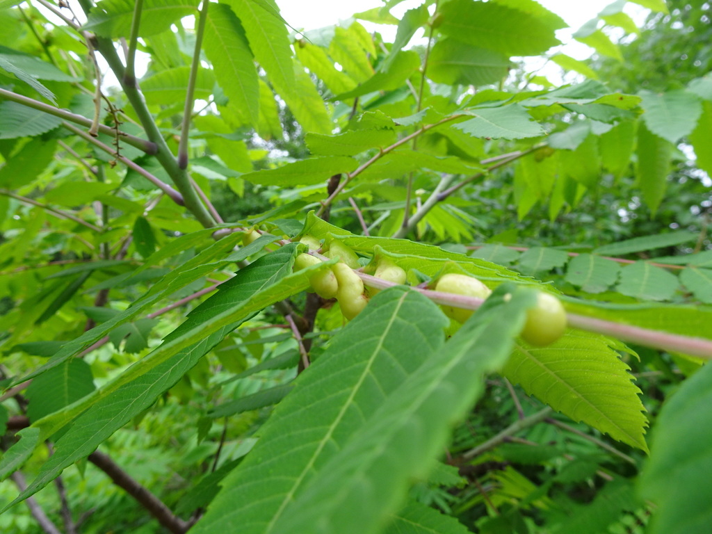 Sumac Gall Aphid