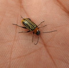 Triariodes admiratio