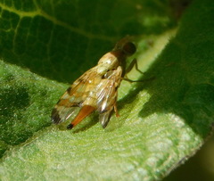 Terellia tussilaginis