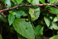 Calligrapha fulvipes