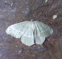 Chlorissa viridata